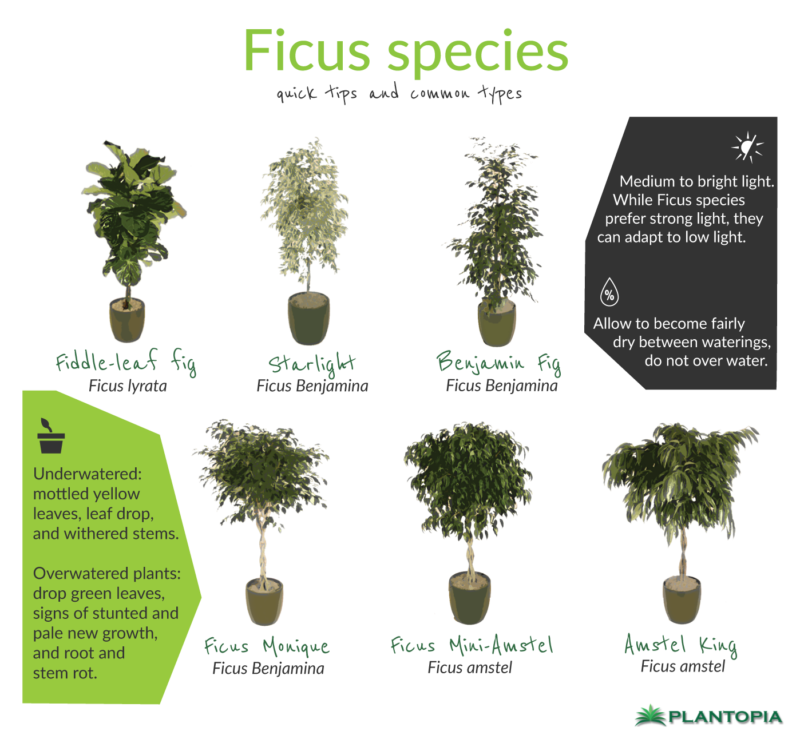 Ficus Facts and Care Plantopia Interior Plant Service