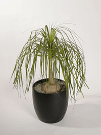 Beucarnia Recurvata Pony Tail Palm - Plant