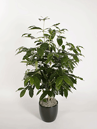 Coffea Arabica Coffee Plant