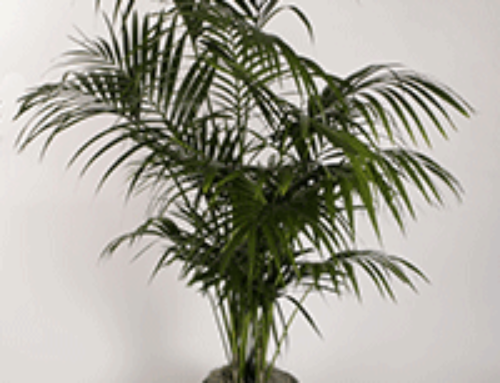 Indoor Ferns: Care and Common Types - Plantopia - Interior Plant Service