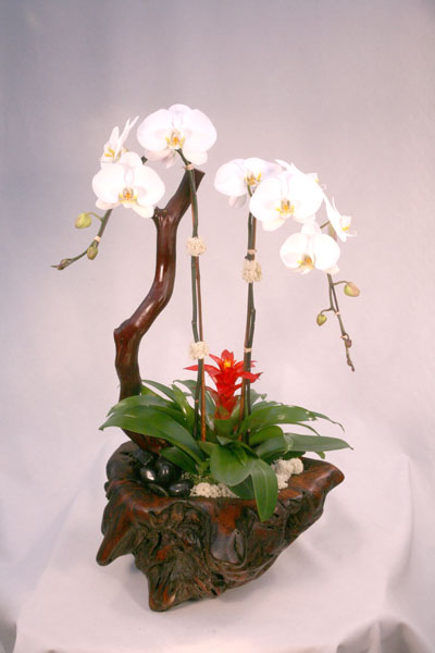 orchidaceae-4