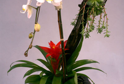 Orchid-Phaleonopsis-Bromeliad-Sculpture