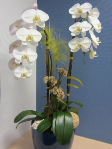 Interior-orchid-arrangment