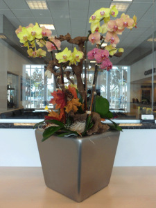 interior-orchid-arrangement-fall