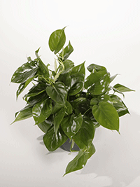 philodendron-species