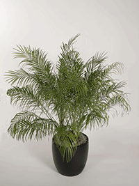 Phoenix Robellini Pygmy Palm-Plant