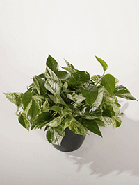 Pothos Marble Queen