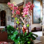 Rancho-Pacifica-Estate-Home-Indoor-Plants (1)