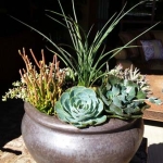 Rancho-Pacifica-Estate-Home-Indoor-Plants (11)