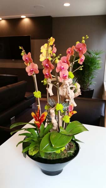 orchid-design