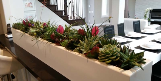 Residential-Interior-Plants-Succulents