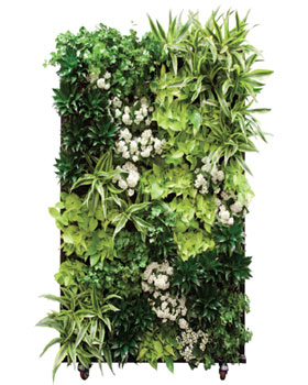 Living Wall Indoor Plants 2