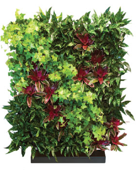 Living Wall Indoor Plants and Bromeliads