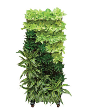 Living Wall Indoor Plants 4