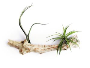 Air Plant