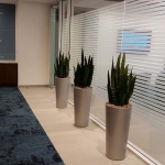 Sansivieria - Board Room Planters