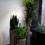 Building Lobby - Interior Plants Design - Modern & Sustainable