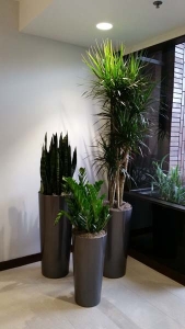 Building Lobby - Interior Plants Design - Modern & Sustainable