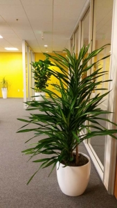 Dracaena Rikki - Indoor Plant