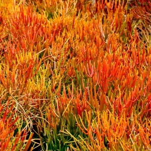 Pencil Cactus Bush