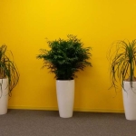 Indoor Plant Line-up - Modern & Stylish