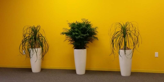 Indoor Plant Line-up - Modern & Stylish