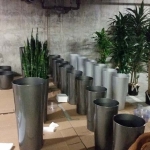 Interior Plants - Installation Process