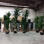 Interior Plants - Installation Process underground