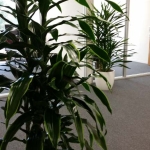 Indoor Plants Bring Oxygen & Softness to Office