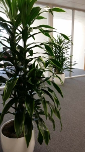Indoor Plants Bring Oxygen & Softness to Office