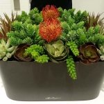 Succulent Arrangement - Lechuza Window Sill Planter