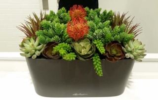 Succulent Arrangement - Lechuza Window Sill Planter