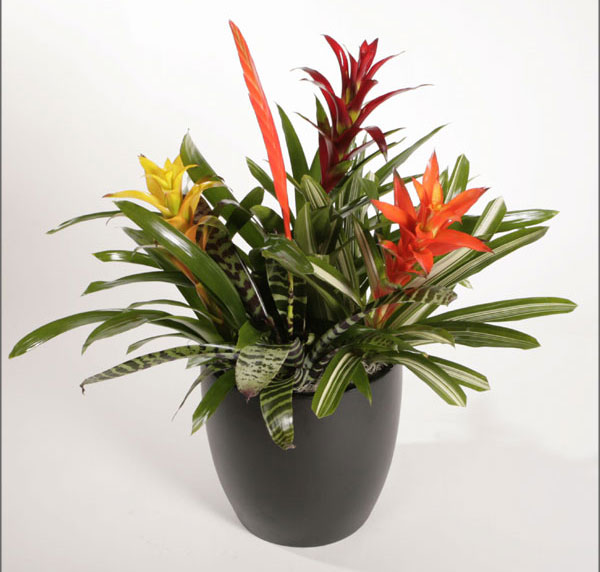 bromeliads-1