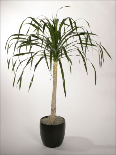 dracaenas-variety-arborea