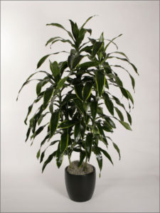 interior-plant-dracaenas