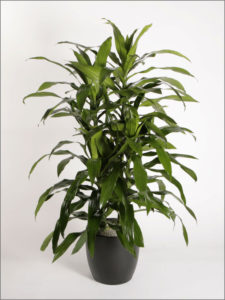 dracaena_deremensis_janet_craig