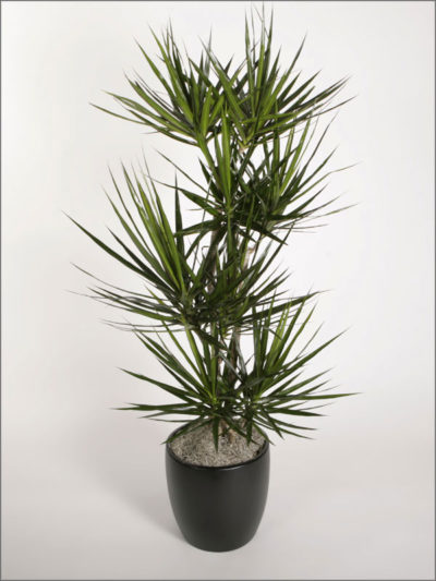 dracaenas-variety-marginata