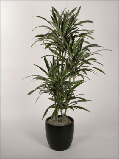 dracaenas-variety-warneckii