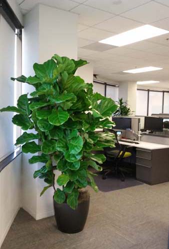 ficus-species-office