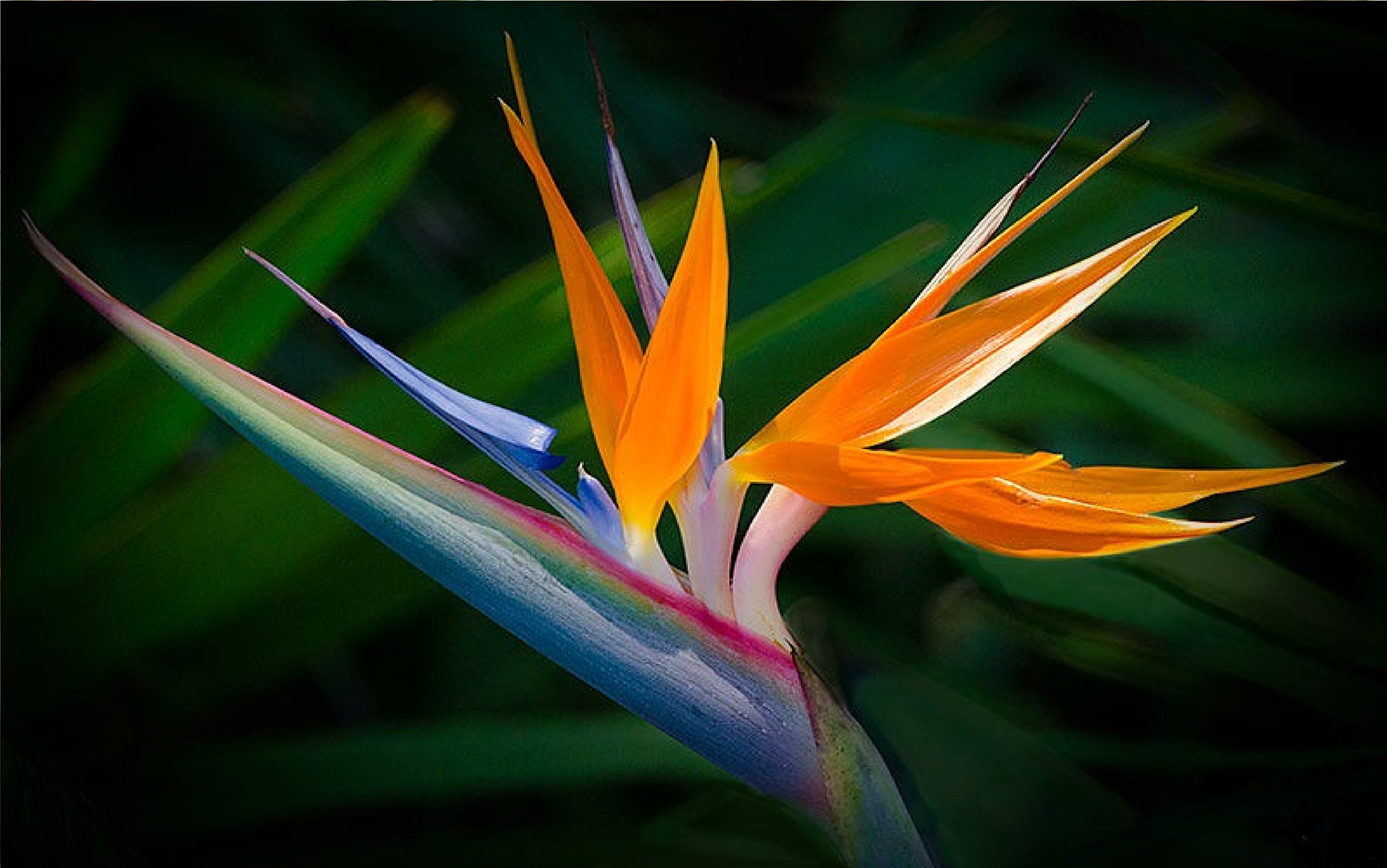 Bird Of Paradise Plant