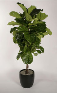 interior-plant-ficus