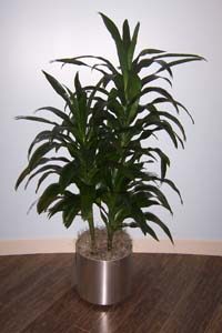 houseplant-draceana