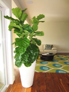 ficus-species-helping-plants-acclimate