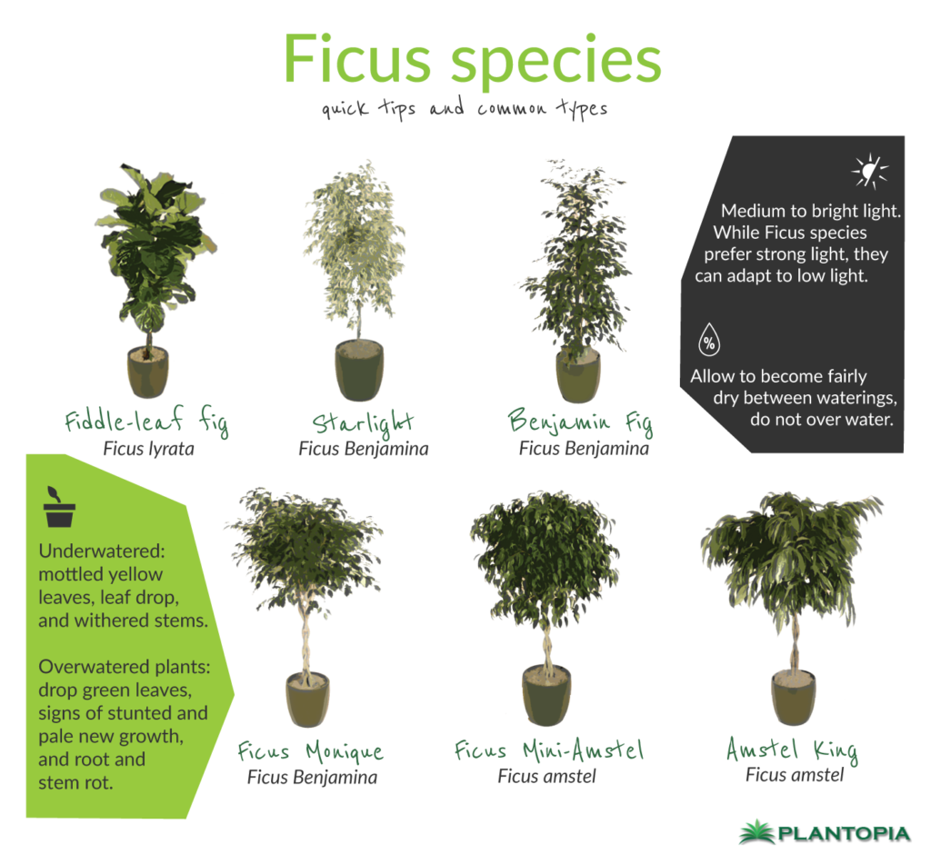 ficus-facts-and-care