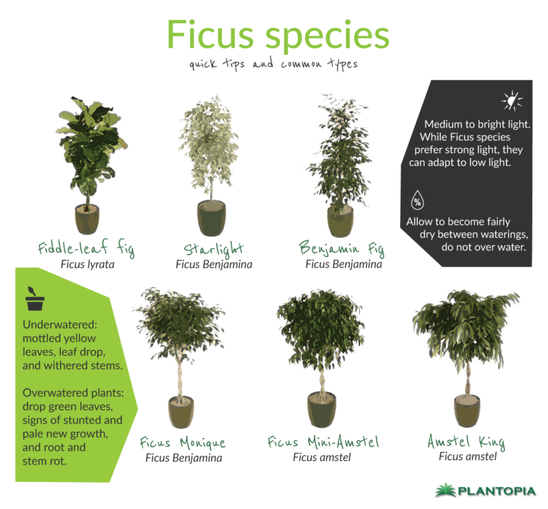 Ficus: Facts and Care - Plantopia - Interior Plant Service