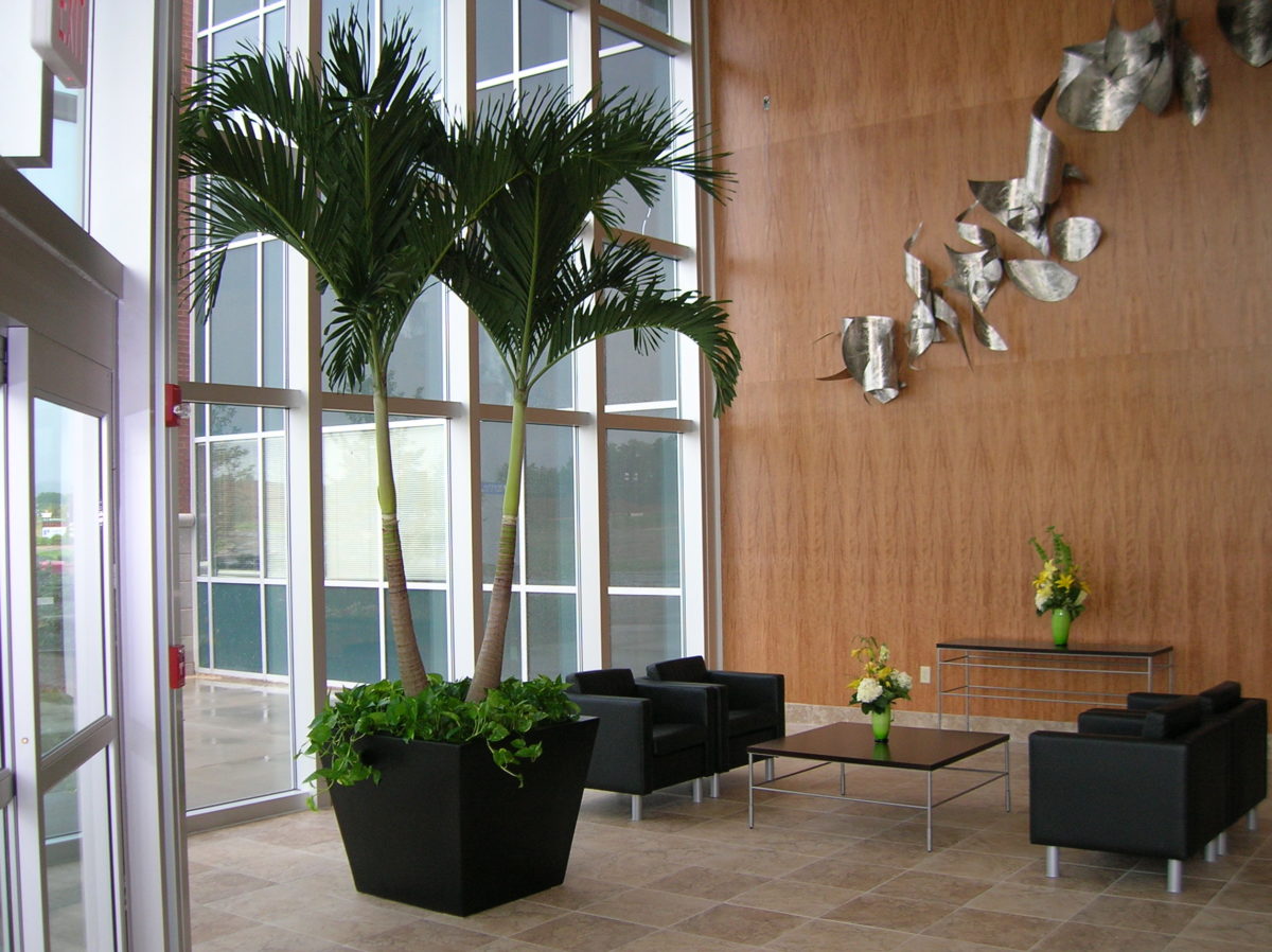 Adonidia Lobby Plantopia Interior Plant Service Louisville