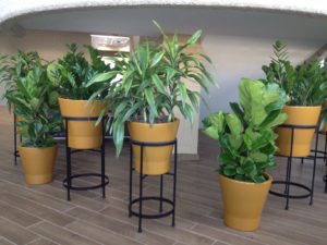 Planters Assorted Foliage - Plantopia - Interior Plant Service - Louisville