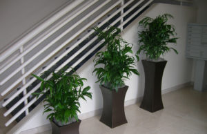 Staircase - Bamboo Palms - Plantopia - Interior Plant Service - Louisville