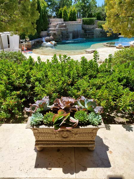 Greco Roman Planter - Succulents