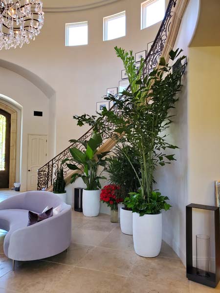 Interior Plants-Estate Home - Fishtail Palm